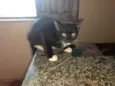 Gatinhos