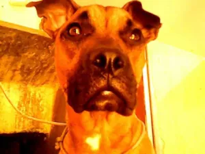 Cachorro raça SRD idade 4 anos nome Zeca