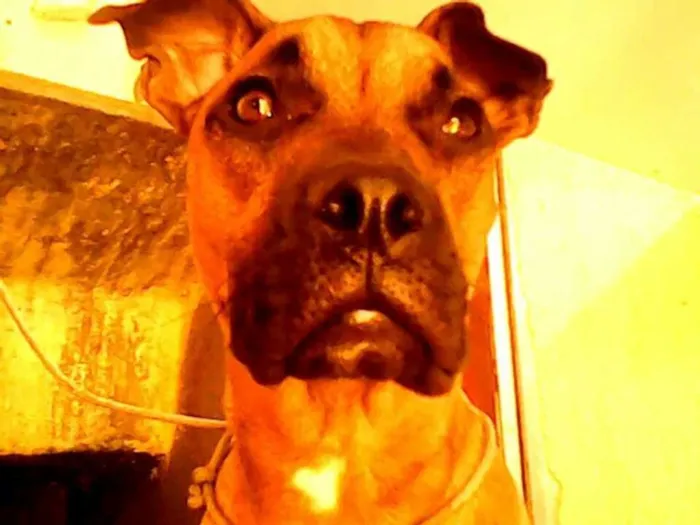 Cachorro ra a SRD idade 4 anos nome Zeca