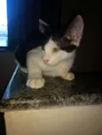 Gatinhos