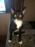 Gatinhos