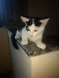 Gatinhos
