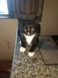Gatinhos