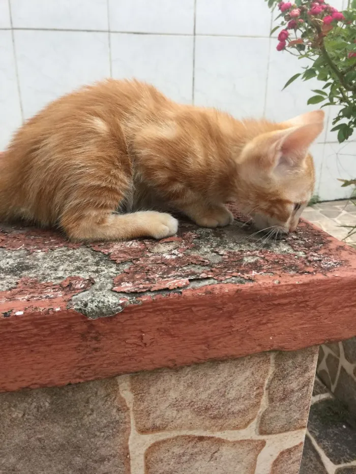 Gato raça SRD idade Abaixo de 2 meses nome Prematuro