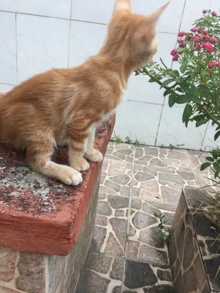 Gato raça SRD idade Abaixo de 2 meses nome Prematuro