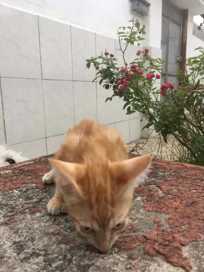 Gato raça SRD idade Abaixo de 2 meses nome Prematuro
