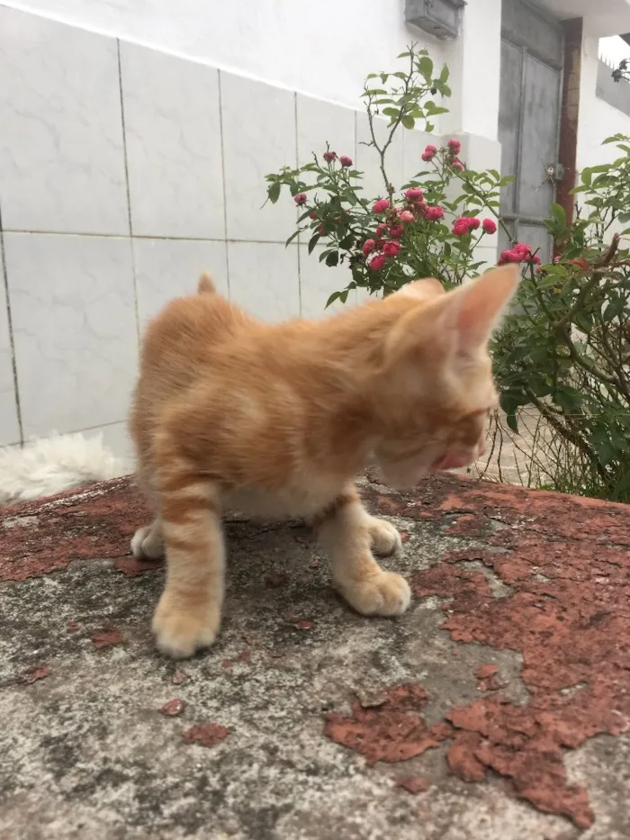 Gato raça SRD idade Abaixo de 2 meses nome Prematuro