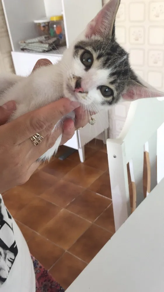 Gato raça SRD idade Abaixo de 2 meses nome Prematuro
