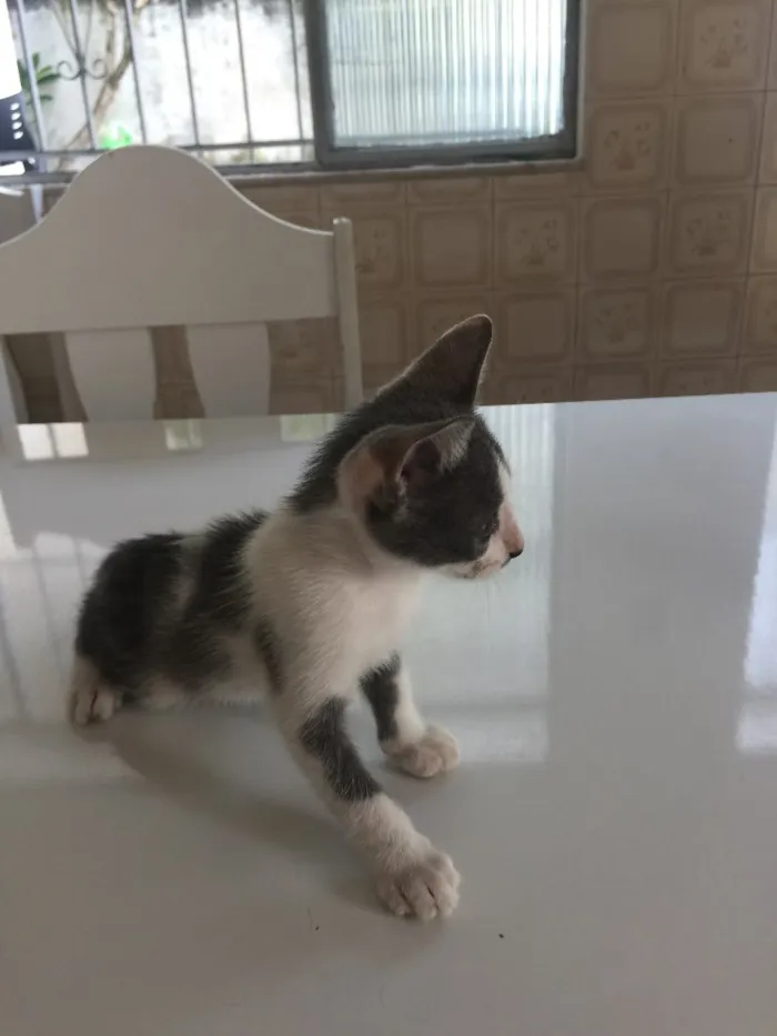 Gato raça SRD idade Abaixo de 2 meses nome Prematuro