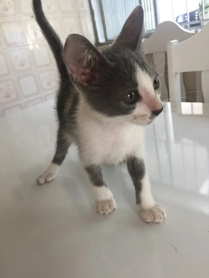 Gato raça SRD idade Abaixo de 2 meses nome Prematuro