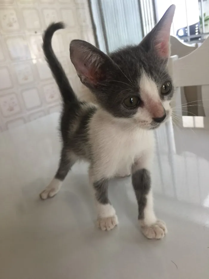 Gato raça SRD idade Abaixo de 2 meses nome Prematuro
