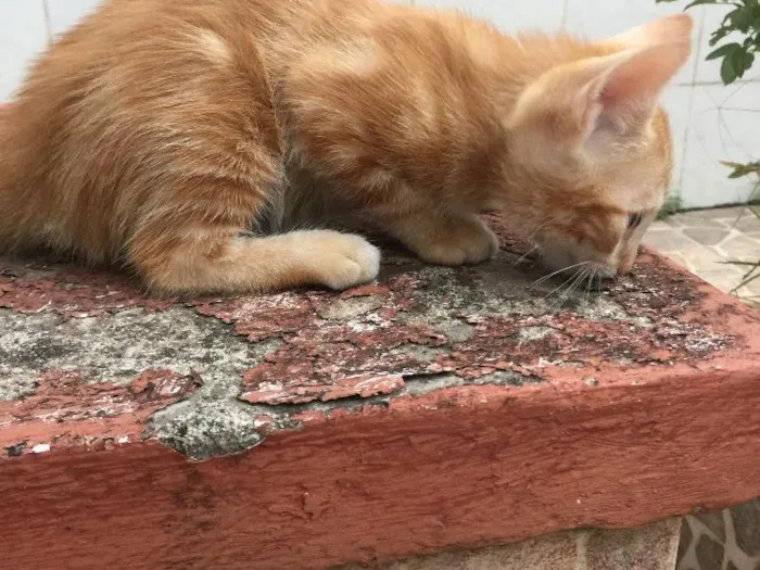Gato raça SRD idade Abaixo de 2 meses nome Prematuro
