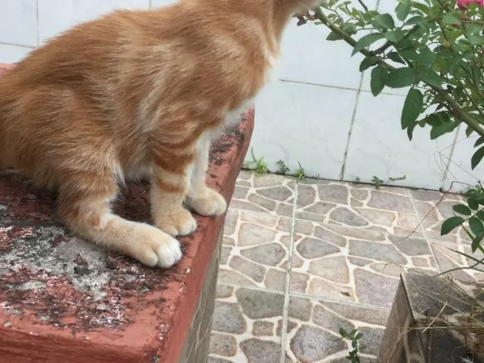 Gato raça SRD idade Abaixo de 2 meses nome Prematuro