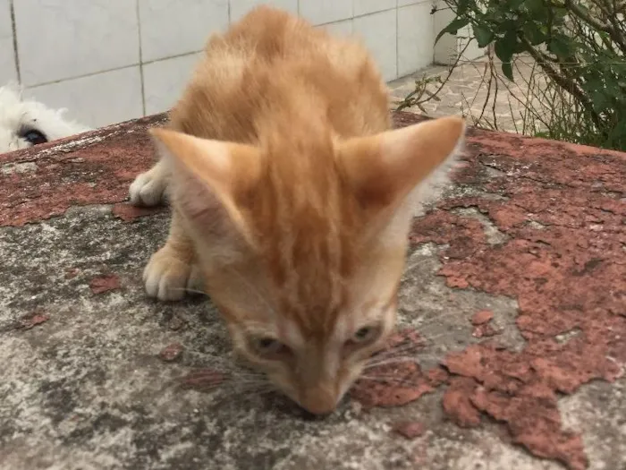 Gato raça SRD idade Abaixo de 2 meses nome Prematuro