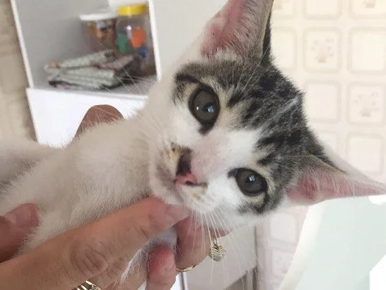 Gato raça SRD idade Abaixo de 2 meses nome Prematuro
