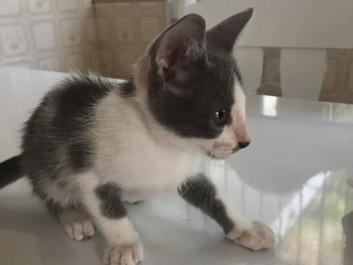 Gato raça SRD idade Abaixo de 2 meses nome Prematuro