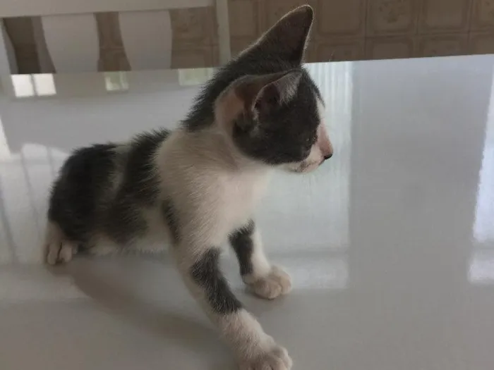 Gato raça SRD idade Abaixo de 2 meses nome Prematuro