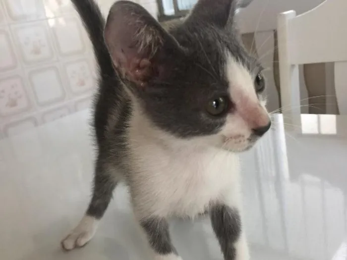 Gato raça SRD idade Abaixo de 2 meses nome Prematuro