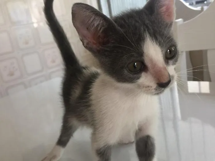 Gato raça SRD idade Abaixo de 2 meses nome Prematuro
