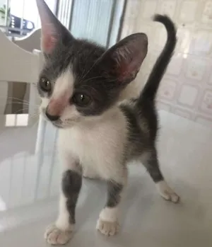 Gato raça SRD idade Abaixo de 2 meses nome Prematuro