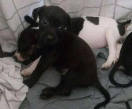 Cachorro ra a Salsicha idade Abaixo de 2 meses nome Lindinhas