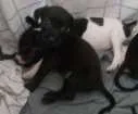 Cachorro raça Salsicha idade Abaixo de 2 meses nome Lindinhas