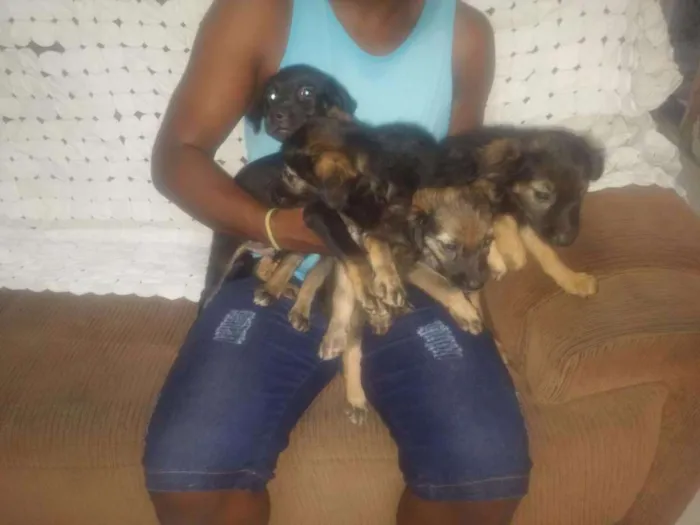 Cachorro raça Sem Pedigree idade 2 a 6 meses nome Sem nomes