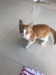 Milho Verde