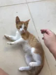 Milho Verde