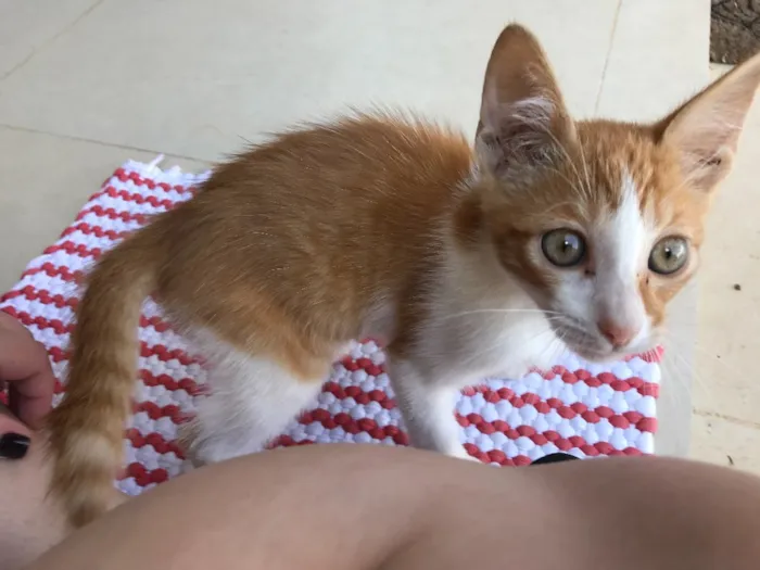 Gato ra a Srd idade 2 a 6 meses nome Milho Verde 