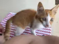 Milho Verde