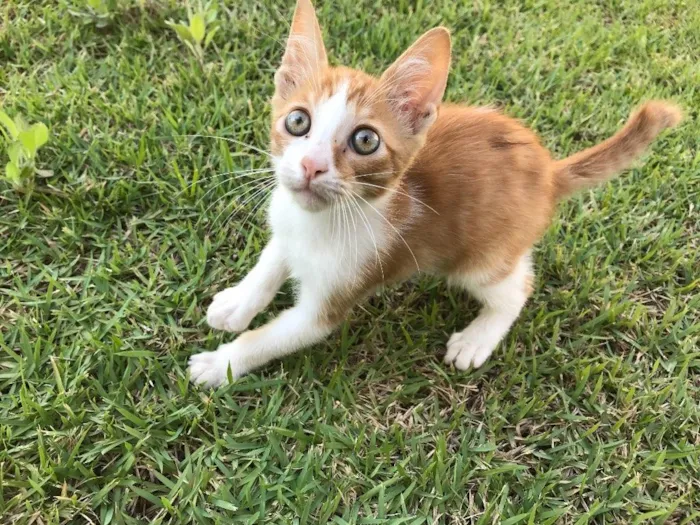 Gato ra a Srd idade 2 a 6 meses nome Milho Verde 