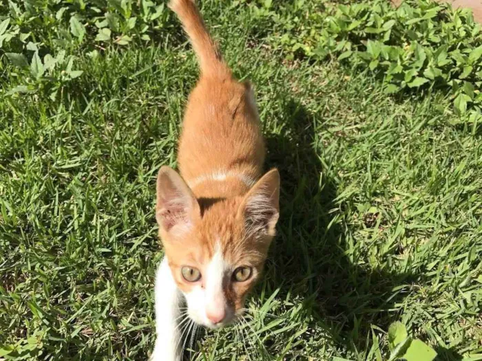 Gato ra a Srd idade 2 a 6 meses nome Milho Verde 