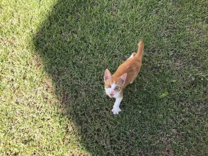 Gato ra a Srd idade 2 a 6 meses nome Milho Verde 