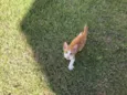 Milho Verde
