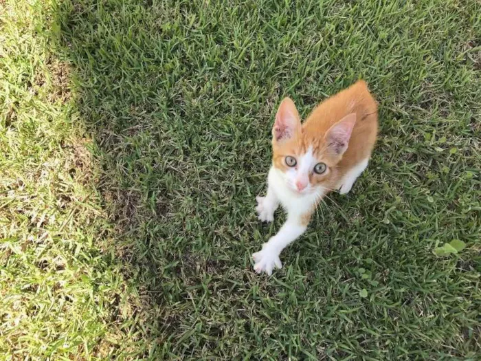 Gato ra a Srd idade 2 a 6 meses nome Milho Verde 