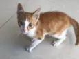 Milho Verde
