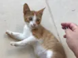 Milho Verde