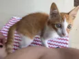 Milho Verde