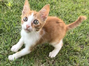 Gato raça Srd idade 2 a 6 meses nome Milho Verde 