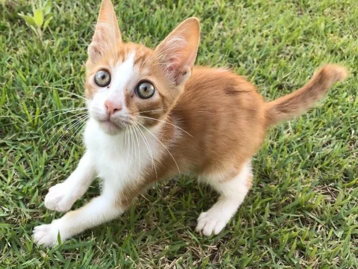 Gato ra a Srd idade 2 a 6 meses nome Milho Verde 