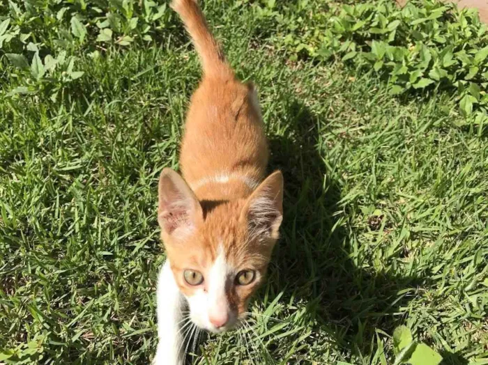 Gato ra a Srd idade 2 a 6 meses nome Milho Verde 