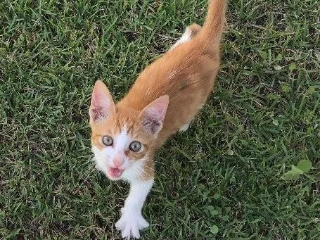 Gato ra a Srd idade 2 a 6 meses nome Milho Verde 