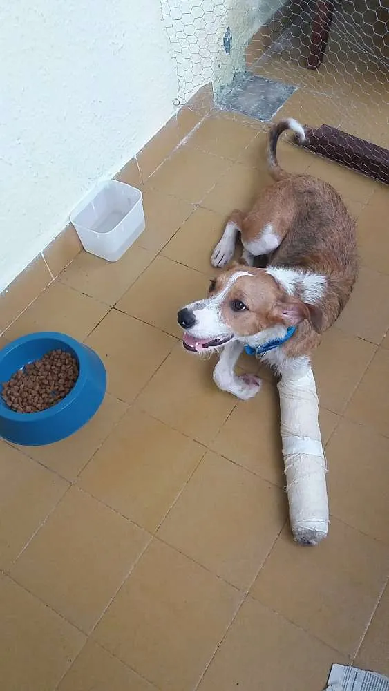 Cachorro ra a Sem raça definida idade 2 anos nome Ozzy