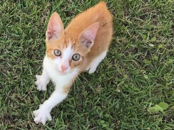 Gato ra a Srd idade 2 a 6 meses nome Milho Verde 