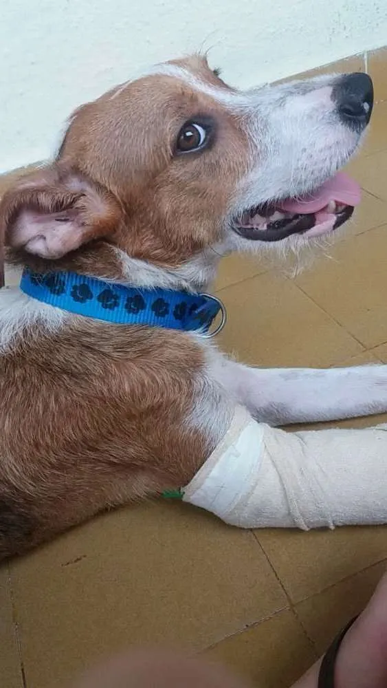 Cachorro ra a Sem raça definida idade 2 anos nome Ozzy