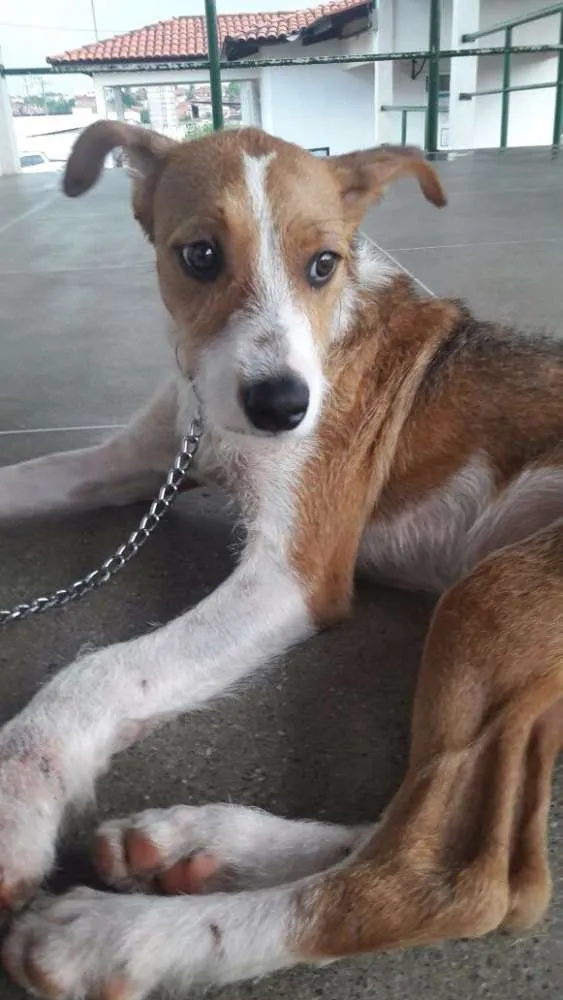 Cachorro ra a Sem raça definida idade 2 anos nome Ozzy