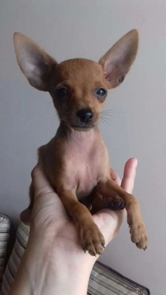Cachorro ra a Pinscher idade 2 a 6 meses nome Duda