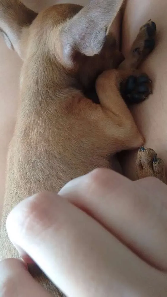 Cachorro ra a Pinscher idade 2 a 6 meses nome Duda