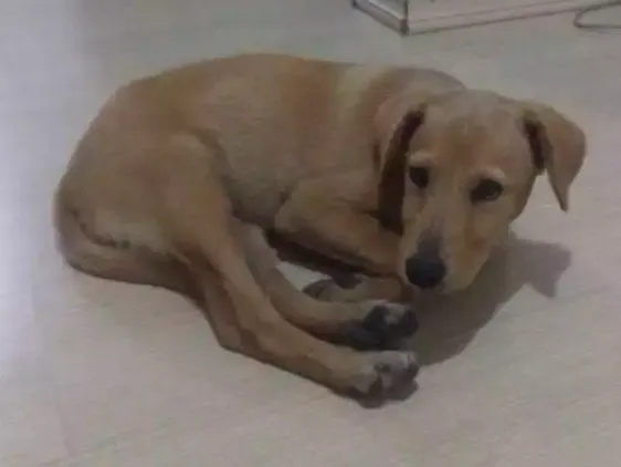 Cachorro ra a Parece Labrador idade 2 a 6 meses nome Não Tem